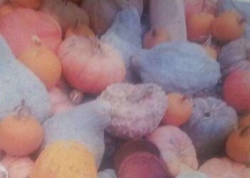 Pumpkin Patch