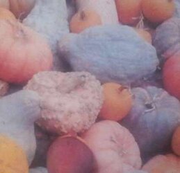 Pumpkin Patch