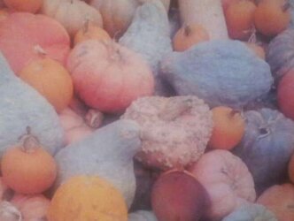 Pumpkin Patch