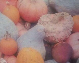 Pumpkin Patch