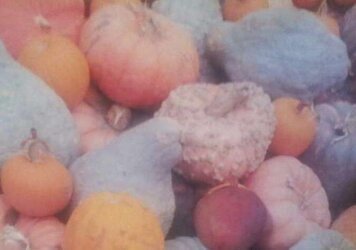 Pumpkin Patch