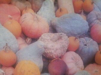 Pumpkin Patch