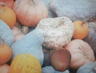 Pumpkin Patch