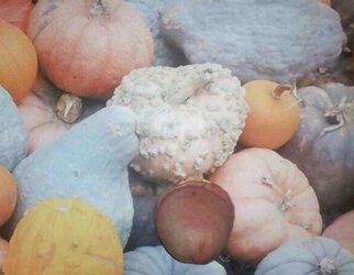 Pumpkin Patch