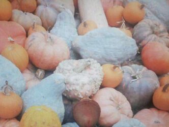Pumpkin Patch
