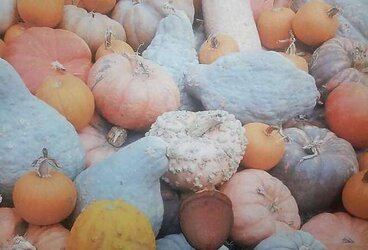 Pumpkin Patch