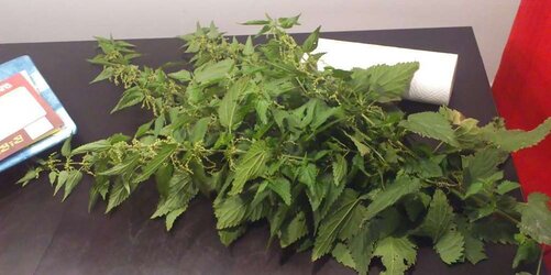 Nettle 25.09.
