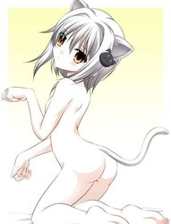 My fresh Neko dolls !
