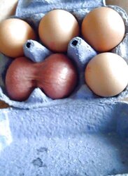 Highly Funny Spectacular Fuck-Fest Pictures