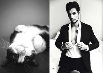 Dudes and ... cats