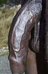 BIG BLACK COCK Breeders
