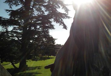 Exhib parc foret nu