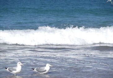 The beach ,the birds and a few nudes