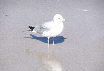The beach ,the birds and a few nudes