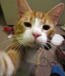 De la chatte, rien que des chattes,encore des chattes
