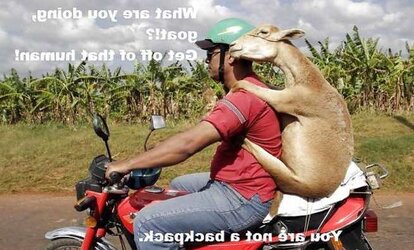 Funny Stuff because it cant all be porn