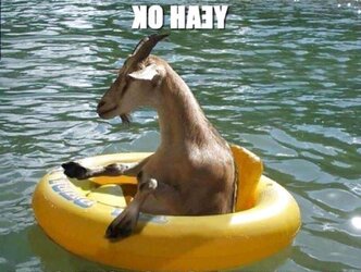 Funny Stuff because it cant all be porn