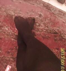 Persian fantastic soles