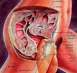 Sexual Anatomy