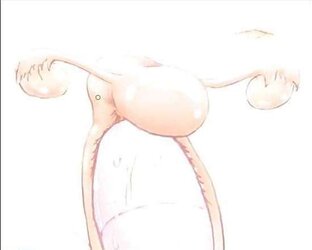Sexual Anatomy