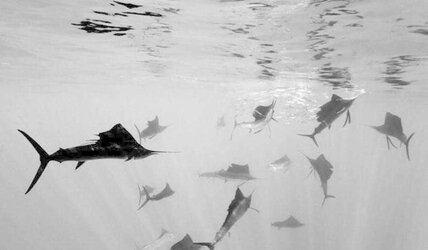 Water Pics -Photography at it