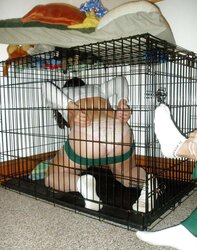Encaged Kennel Twats pt.