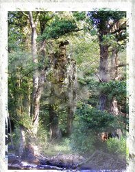 Wanderers of Middle-Earth