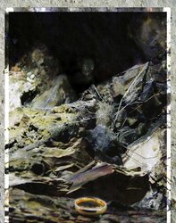 Wanderers of Middle-Earth