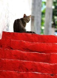 In crimson ....