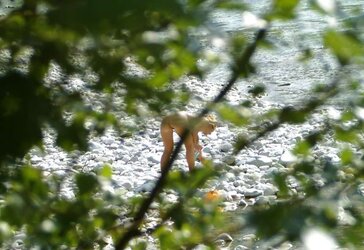 Isar Voyour