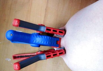 Zitzenbehandlung des Schweins