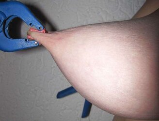 Zitzenbehandlung des Schweins