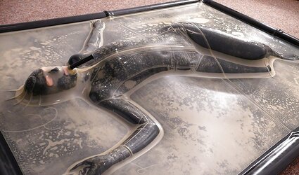 Vacbed Image