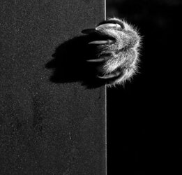 Ballsack of fluff...