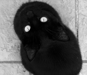 Ballsack of fluff...