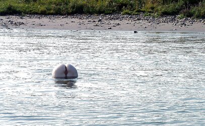 Steamy Honeys Mooning Super-Sexy Backsides At You
