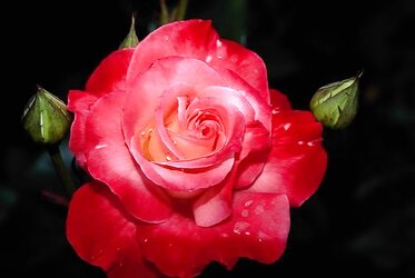 For my sweety Lan