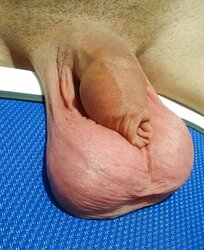 Low hanger Nut Sack