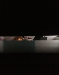 Inexperienced ladies voyeur