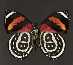 Butterfly-winged Psykhe