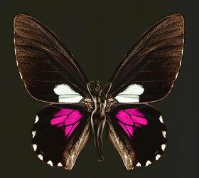 Butterfly-winged Psykhe