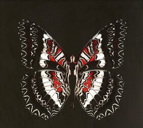 Butterfly-winged Psykhe