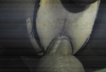 Lookin for BIG BLACK COCK