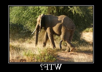 Funny Images III