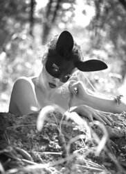 Kittens and Bunny 12!