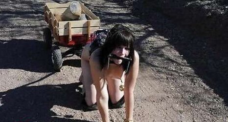 Well Taught Ponygirls