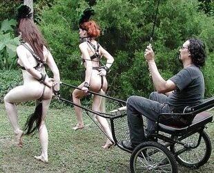 Well Taught Ponygirls