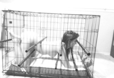 B and W Art of D/s