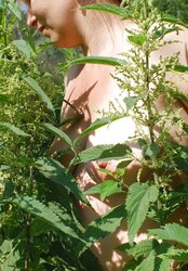 Walk with the nettles ...