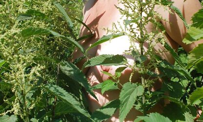 Walk with the nettles ...